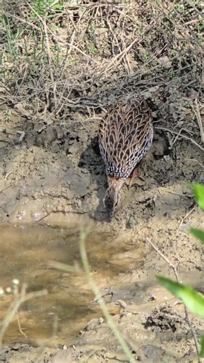 Thirsty Wild Partridge at the Pond #birdslover #trending #blackfrancolin #wildlife | Birds Lover