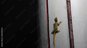 Common house gecko catching insects. It is a very common lizard found in South India and many other places.