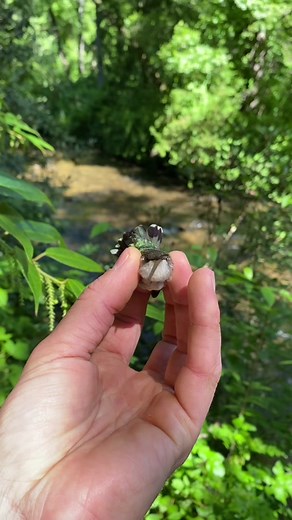 Amazing Facts About the Ruby-throated Hummingbird