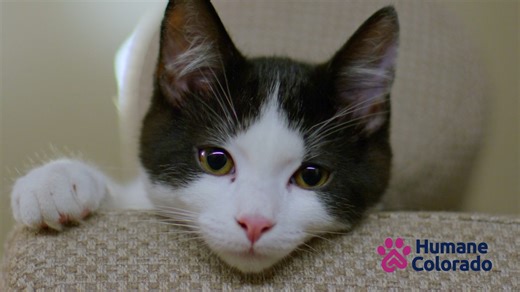 ✨New name, same mission!✨ Our new logo represents who we are today and where we’re headed tomorrow. With a bold new look, we’re ready to take on this new chapter and continue making a difference for animals across Colorado! https://humanecolorado.org/about-us/our-evolution/ | Humane Colorado