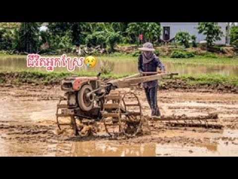 ដល់ខែចុះស្រែទៀតហើយ - ជីវិតអ្នកស្រែ | Month to field | Rice farming in Cambodia🇰🇭❤️