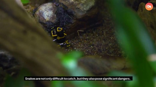 Frog vs. Snake: The Outcome Will Shock You! 🐍⚔️🐸