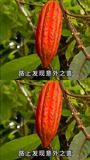 夫妻加勒比求生太爽！現抓河蝦配椰汁，堪比五星度假 #加勒比求生，神仙日子，美食诱惑，夫妻档，椰汁河虾