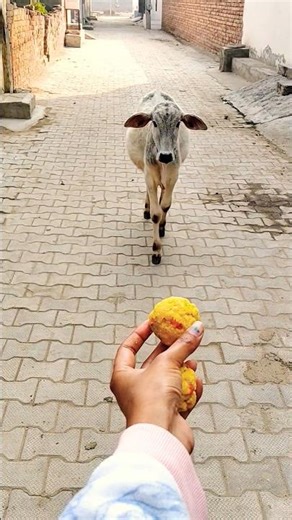 प्यारी बछिया #cow #shortsfeed #cows #shortvideo #gaumata #ytshorts #cowvideos #shorts #cowvideo #yt