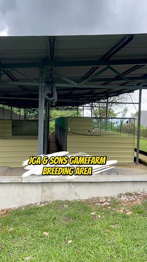 JGA & Sons Gamefarm Breeding Area trailer! Full Breeding area tour video tonight | Davao Saging Queen/ Nurse Farmer