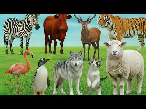Animal Sounds in Real Life | Calm & Peaceful Nature | Sheep, Cow, Donkey, Duck - Animals sound