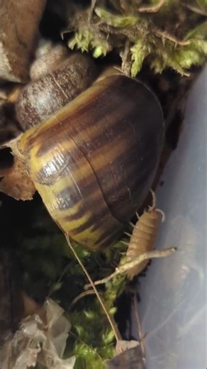 Powder Orange Isopods