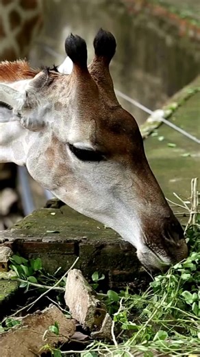 Get ready to ROAR with laughter! 🦒😂 Dive into our hilarious collection of giraffe jokes that'll have you towering with joy! Share the chuckles and tag your pals! #GiraffeJokes #LaughOutLoud #WildHumor