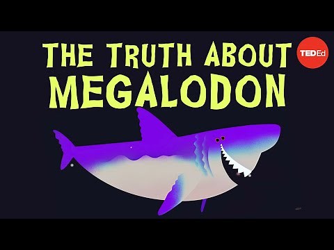 Why did Megalodon go extinct? - Jack Cooper and Catalina Pimiento