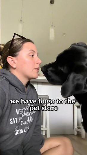 berry berry stinky #dog #labrador #dogshorts #dogs #dogsofyoutube