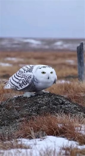 Promptopia AI on Instagram: "Snowy owls keep their heads perfectly still while hunting. This helps them spot tiny prey movements in the snow. Follow for more wildlife facts."