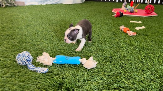 Boston Terrier puppy for sale