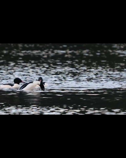 Common Mergansers #birds #wildlife #nature