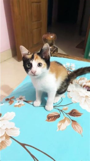 Come on, be quiet💕 #catvideos #shortsviral #funny