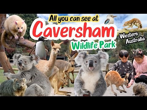 Caversham Wildlife Park Perth Western Australia 🇦🇺 | Feed Kangaroos, Meet Koalas & Wombats