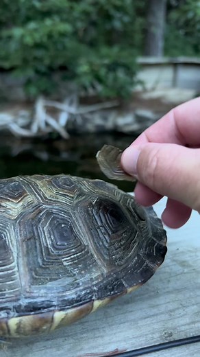A turtle’s shell is BONE. #animalsoftiktok #animalfacts #turtle #turtletok #turtlesoftiktok #turtles #tortoises #boxturtle #redearedslider #alligatorsnappingturtle #snappingturtle #pets #pettok #natureforyou #gardenstatetortoise #otistheturtle #babyturtle #iliketurtles #turtleshorts #tortoisewhisperer #animalrescue #reptilesoftiktok #reptilerescue #reptileeducation