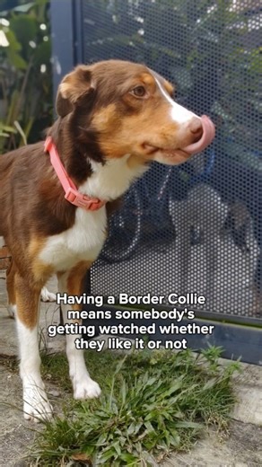 Swee Yen Yap | BTF Herding Games & Border Collies on Instagram: "Your Border Collie love to watch and stare, here's why: 1. It feels good. Watching, staring, and stalking trigger a dopamine hit in their brain, making it incredibly self-rewarding. 2. It's in their blood. Every Border Collie has some level of herding instinct - where this intense focus comes from. They were bred to control movement, whether it’s sheep, kids, dogs, cats, or anything on wheels. 3. They need a job. Nearly all Border 