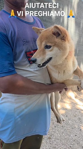 ASS. Meticci di Razza Pura ODV TEL. 3899546971 on Instagram: "🛑𝐀𝐈𝐔𝐓𝐀𝐓𝐄𝐂𝐈🛑 🙏🏼𝐕𝐈 𝐏𝐑𝐄𝐆𝐇𝐈𝐀𝐌𝐎 🙏🏼 1200 € DI STERILIZZAZIONE Da sole non ce la possiamo fare, più di salvarli non sappiamo come aiutarli 😭 CERCHIAMO ANCHE MAMME A DISTANZA 🙏🙏🙏 POTETE SCRIVERE SU WHATSAPP 389 954 6971 🛑𝐏𝐄𝐑 𝐂𝐇𝐈 𝐕𝐎𝐋𝐄𝐒𝐒𝐄 𝐂𝐎𝐍𝐓𝐑𝐈𝐁𝐔𝐈𝐑𝐄 𝐀𝐋𝐋𝐄 𝐕𝐀𝐑𝐈𝐄 𝐒𝐏𝐄𝐒𝐄 (𝐯𝐞𝐭𝐞𝐫𝐢𝐧𝐚𝐫𝐢𝐞,𝐝𝐢 𝐜𝐢𝐛𝐨, 𝐝𝐢 𝐥𝐮𝐜𝐞,𝐝𝐢 𝐚𝐜𝐪𝐮𝐚, 𝐝𝐢 𝐚𝐜𝐪𝐮𝐢𝐬𝐭𝐨 𝐟𝐚𝐫𝐦𝐚𝐜𝐢, 𝐝�