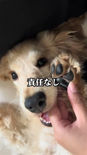 来世は犬になりたい人、挙手🙋‍♀️#犬のいる暮らし #イングリッシュコッカースパニエル #コッカー #puppy #子犬