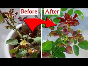 DO THESE To Treat Rose LEAF Curl & Burn Disease!