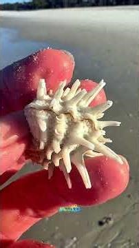 A Great Look at the Amazing Florida Spiny Jewel box Shell