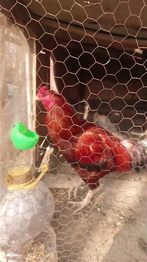 Beautiful Rooster 🐓