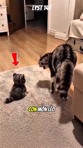Why Cats Get Angry When Seeing Strangers in Their Territory #animals