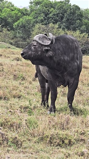 Fauna Exótica: Descubriendo los Animales de Sudamérica y Asia.