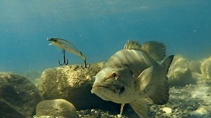 There are some defining traits of a suspending jerkbait that often favor their use over swimbaits. The underwater video tells the story! Featured product --> https://goo.gl/7QMkVW | Wired2Fish