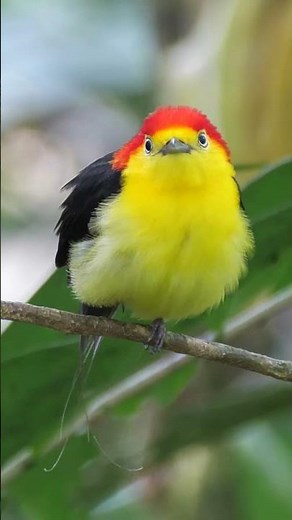 Wire-tailed Manakin #shorts