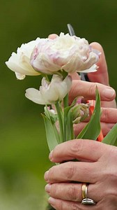 Deadhead your spring bulbs the Sarah Raven way to prevent the plant wasting energy on making new seeds – instead, it will put all its energy back into the bulb, ready for next year’s brilliant display.﻿ ﻿ ﻿﻿﻿﻿You can see more of Sarah's garden, and discover more of her favourite tulips, in our tour – available now on the BBC Gardeners' World Magazine YouTube channel 🌷 | BBC Gardeners' World Magazine