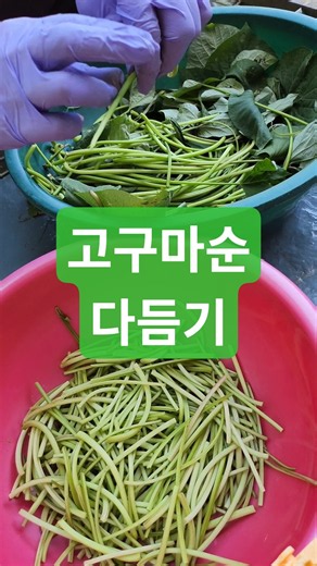 고구마순김치 고구마줄기김치 고구마순 껍질까기 고구마줄기 껍질벗기기 #남도지방농사 ‪@효자손시골농장‬