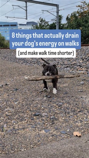 Campbell Barcs | Dog behaviour Consultant in Naarm, Melbourne on Instagram: "Make your dog walks heaps better 😉 Pretty much anything is better than walking round the block like a robot. Try blending in these other things ⬇️ (that will help fulfill your dog and maybe even zonk them out). 😉 🍏 Stop/start jogging - especially for active breeds - Run for a bit then slow down, for extra points say "let's go". 🍏 Let your dog sniff wherever TF they want, helps with mental stimulation and regulation.