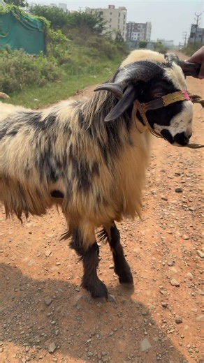 QURBANI SHEEPS #hyderabad #delhi #mumbai #chennai #vijayawada #sheep