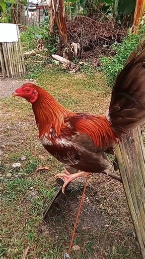 YELLOW LEGGED ROOSTER 🐓 #short video