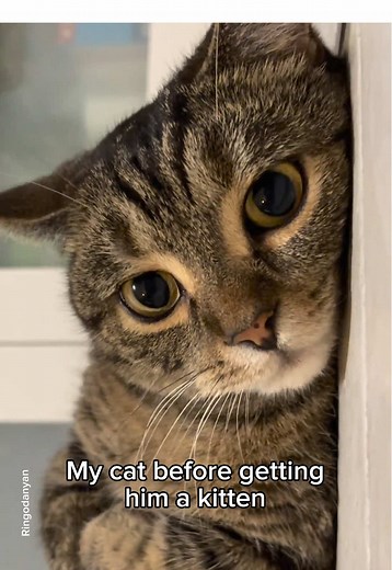 The kitten effect is real😻 #cat #cute #catsoftiktok | cat