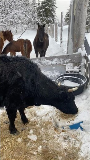 Meditation feeding time