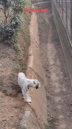 The Royal White Bengal Tiger of Nandankanan Zoo | Must Watch!