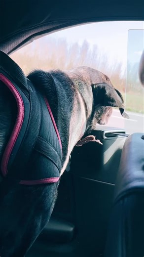 Une balade qu’ils disent ! #washdog #koda #dogsoftiktok #petsoftiktok #canecorsoforlife #fyp #foryou