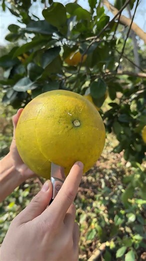 Cutting Ripe Grapefruit in the Garden #fruit #fruitcutting #grapefruit #shorts #foryou