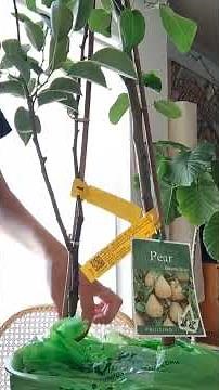 Unboxing Pear Trees From Daley's Fruit Tree Nursery