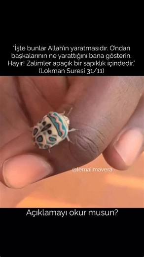Ömer on Instagram: "Yaygın adı: Jewel Bug / Mücevher Böceği / Renkli Kalkan Böceği Bilimsel cins: Chrysocoris Aile: Scutelleridae Bu aileye “kalkan böcekleri” denir çünkü sırt kabukları kalkan gibi tüm vücudu kaplar. ⸻ Yaygın adı: Jewel Bug / Mücevher Böceği / Renkli Kalkan Böceği Bilimsel cins: Chrysocoris Aile: Scutelleridae Bu aileye “kalkan böcekleri” denir çünkü sırt kabukları kalkan gibi tüm vücudu kaplar. ⸻ 🎨BU RENKLER GERÇEK Mİ? Evet, tamamen doğal. Ama boya gibi değil 👇 Bu renkler: • 