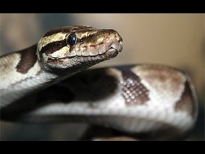The AWESOME! Biology of the Ball Python