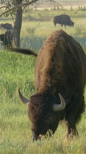 The Majestic American Bison #shorts