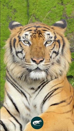 Indochinese Tiger – The Vanishing Flame of Southeast Asia 🐅🔥