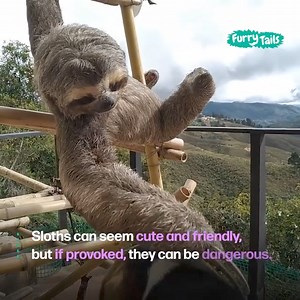 Sloths and dogs make me happy ☺️ | I Love Sloths