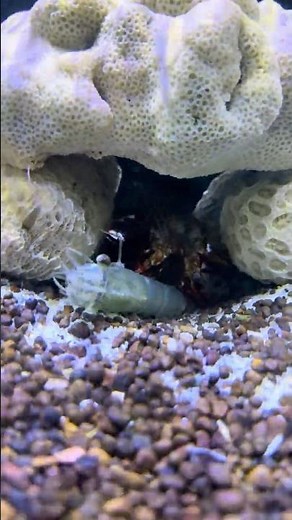 Mantis Shrimp Punches So Fast It Breaks Sound! 💨