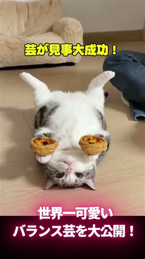 もちもち〜♡ 世界一可愛い猫ちゃんのバランス大作戦！#猫のいる生活#おもしろ猫動画 #猫部
