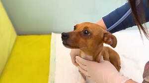 No more pain for Heidi