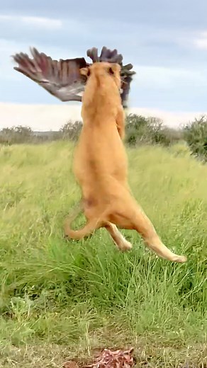 Lion Makes Epic Jump to Catch Vulture - Jaun Slabbert | Latest Sightings - Kruger